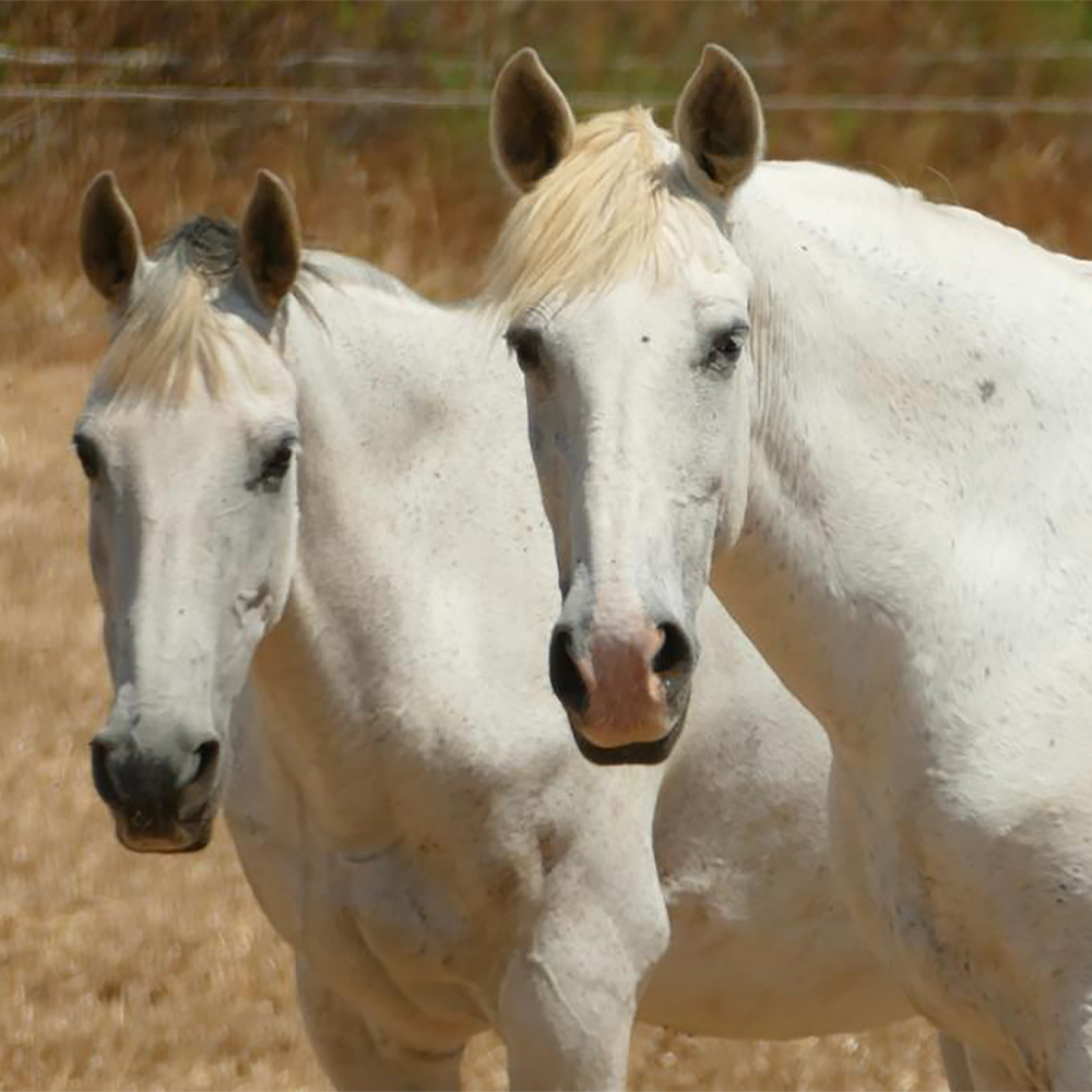 Happy horses at Tiffanys Riding Centre